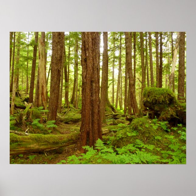 Póster Bosque Lluvioso Templado de Alaska (Frente)