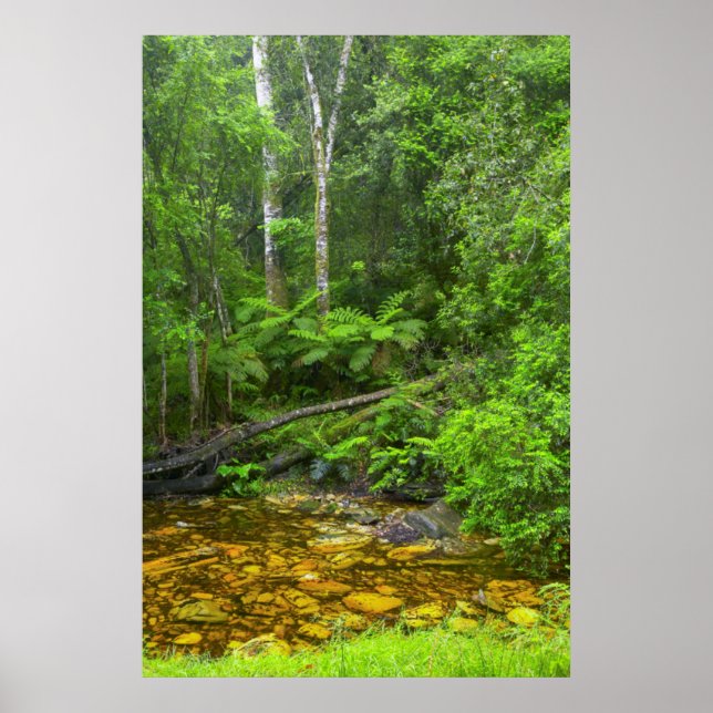 Póster Bosque, los bosques montanos Knysna-Amatole (Frente)