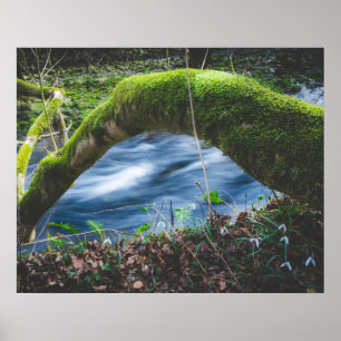 Póster Bosque mágico encantado