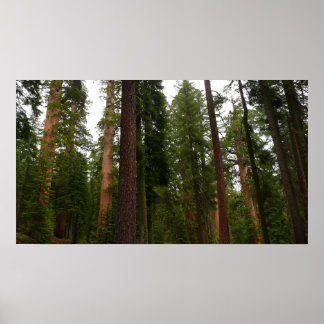 Póster Bosque Mariposa en el Parque Nacional Yosemite