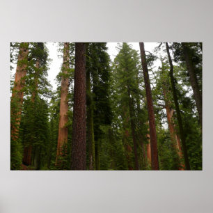 Póster Bosque Mariposa en el Parque Nacional Yosemite