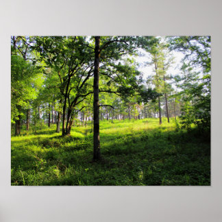 Póster Bosque matutino