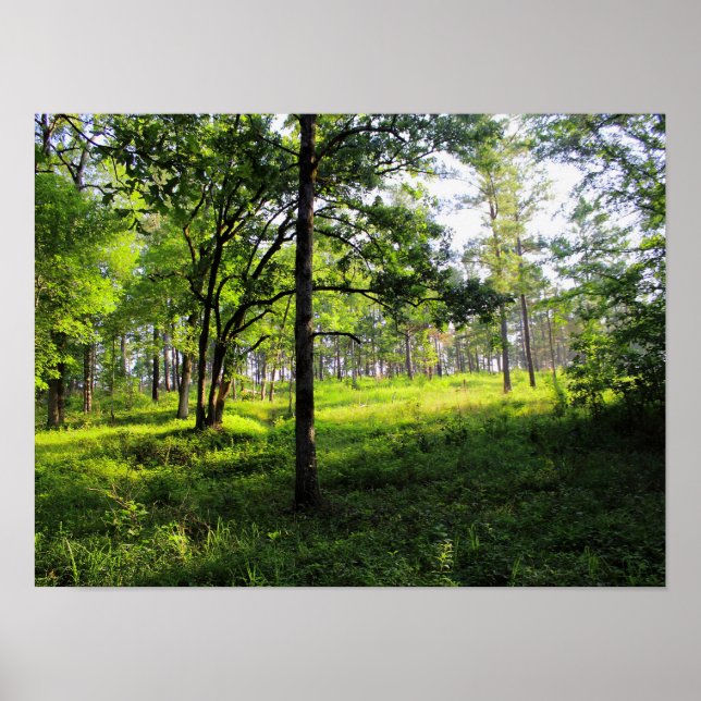 Póster Bosque matutino (Frente)