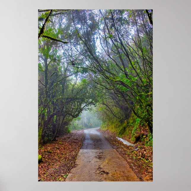 Póster Bosque Musgoso (Frente)