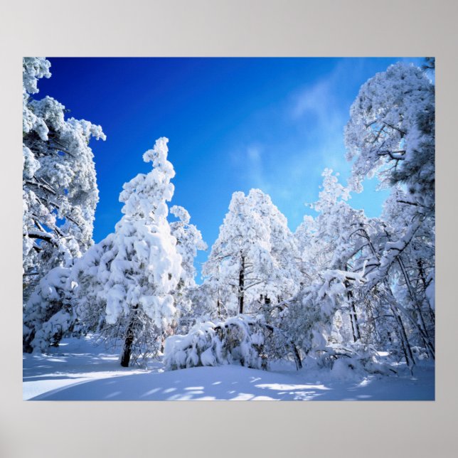 Póster Bosque Nacional Cleveland (Frente)