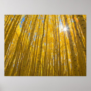 Póster Bosque Nacional del Río Blanco