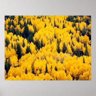Póster Bosque Nacional del Río Blanco Aspen, Colorado