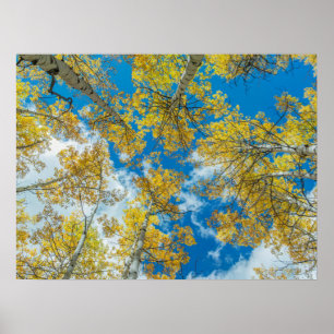 Póster Bosque Nacional Gunnison Colorado