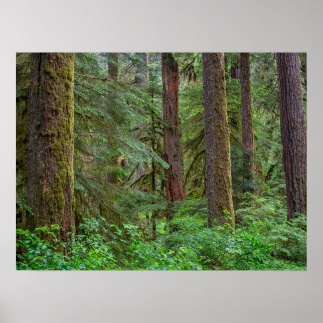 Póster Bosque nacional Willamette | Oregón (Frente)