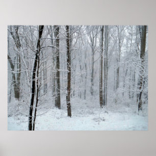 Póster Bosque nevado de álamos blancos