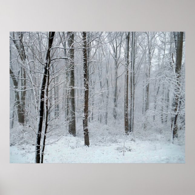 Póster Bosque nevado de álamos blancos (Frente)