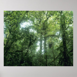 Póster Bosque Nuboso de Monteverde, Costa Rica.