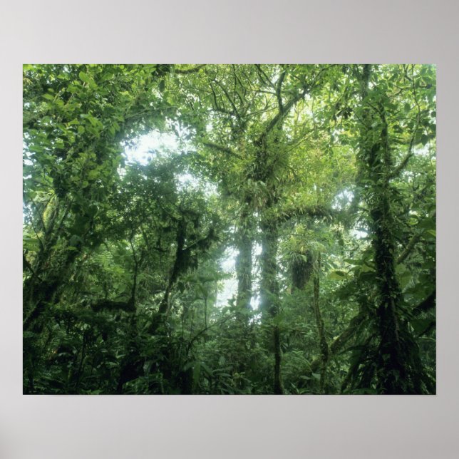 Póster Bosque Nuboso Monteverde, Costa Rica. (Frente)