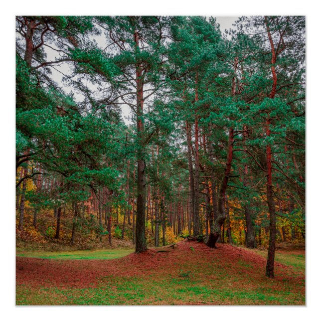 Póster Bosque otoñal (Anverso)