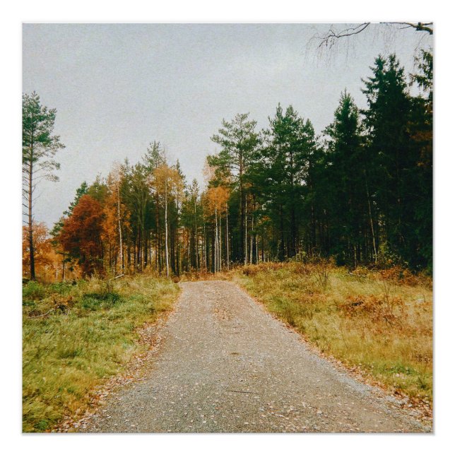 Póster Bosque otoñal sueco (Anverso)