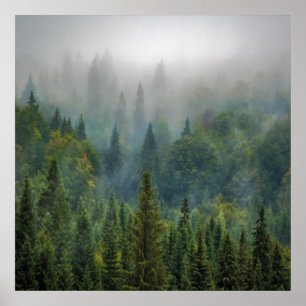 Póster Bosque paisaje de árboles de pino brumoso