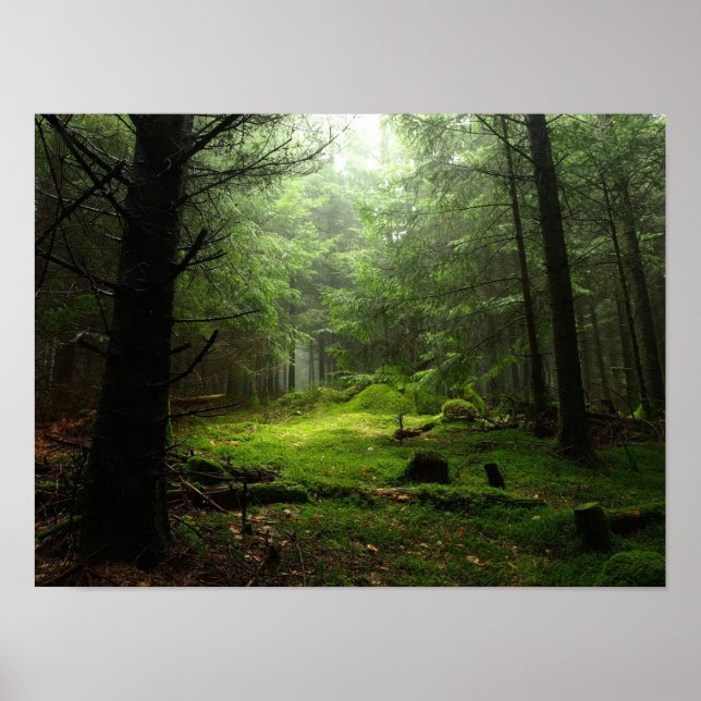 Póster Bosque peligroso (Frente)