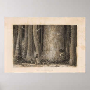 Póster Bosque Pino, Oregón