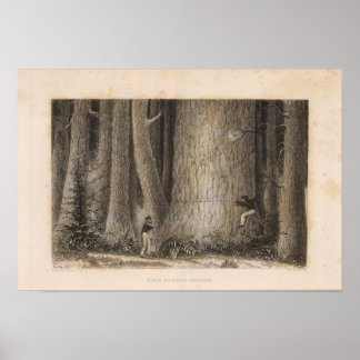 Póster Bosque Pino, Oregón