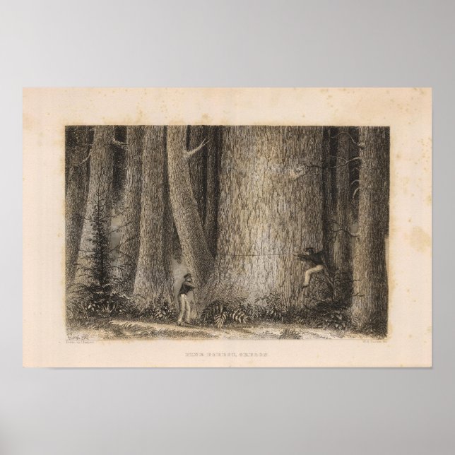 Póster Bosque Pino, Oregón (Frente)