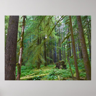 Póster Bosque Primario