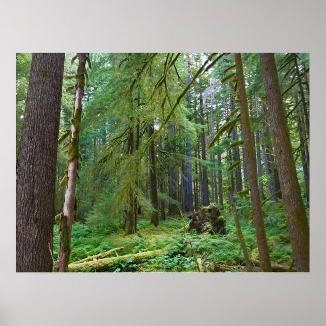 Póster Bosque Primario (Frente)