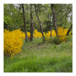 Póster Bosque primaveral en Luxemburgo viaje