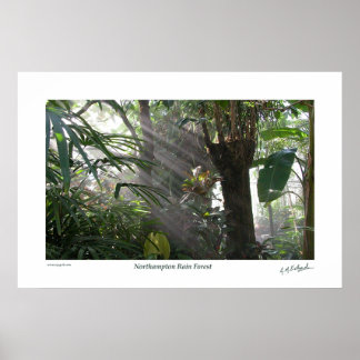 Póster Bosque Rain III de Northampton