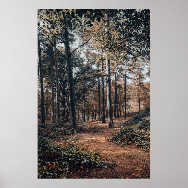 Póster Bosque relajante escénico (Frente)