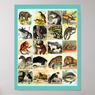 Póster Bosque, Selva Y Collage De Animales Oceánicos