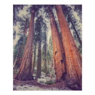 Póster Bosque Sequoia