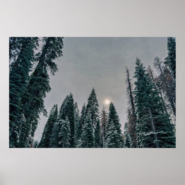 Póster Bosque Sereno Nevado y Sol (Frente)