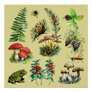 Póster Bosque, setas silvestres