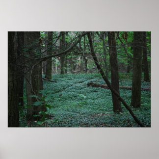 Póster Bosque silencioso