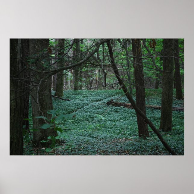 Póster Bosque silencioso (Frente)