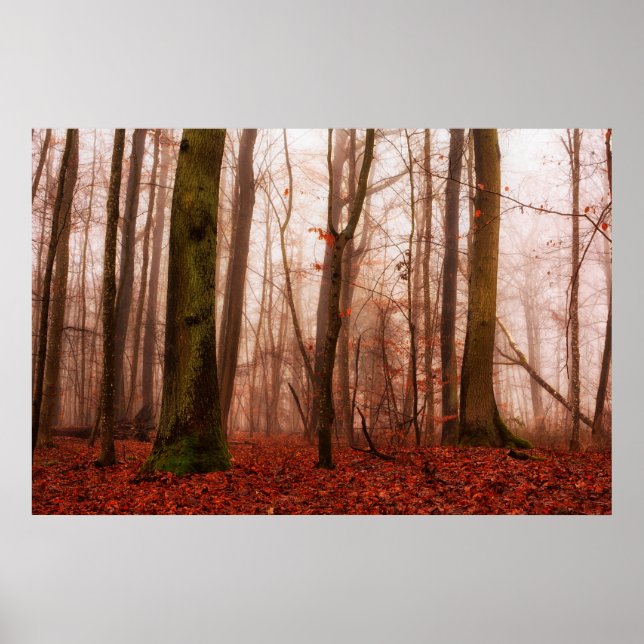 Póster Bosque snowless del invierno de niebla rojo (Frente)