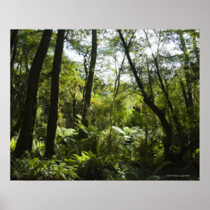 Póster Bosque tropical con árboles y árboles cubiertos de
