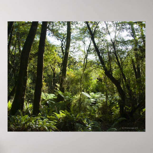 Póster Bosque tropical con árboles y árboles cubiertos de (Frente)