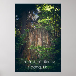 Póster Bosque veraniego tranquilo