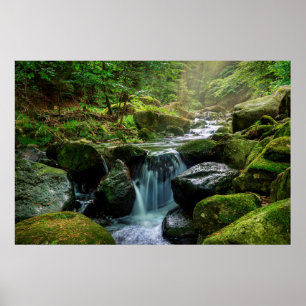 Póster Bosque verde y río