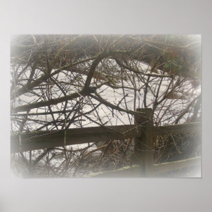 Póster bosques