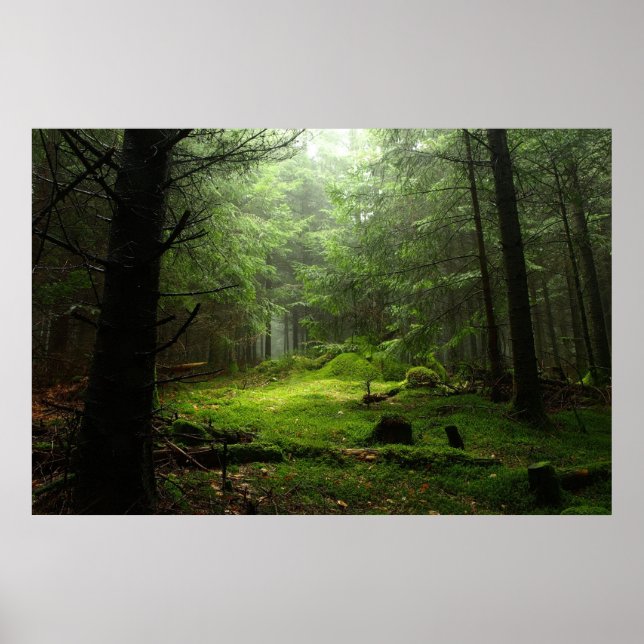 Póster Bosques | Auvergne France (Frente)