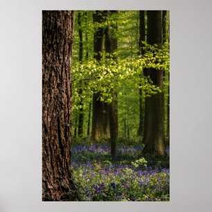 Póster Bosques Bluebells en Bélgica