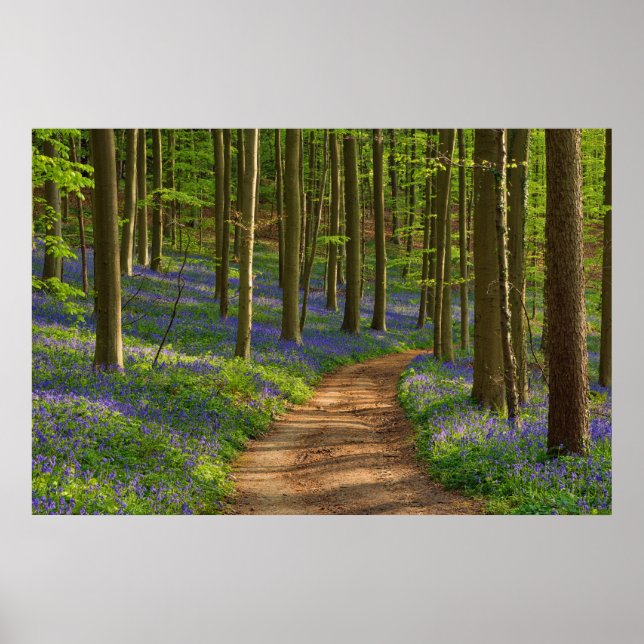 Póster Bosques | Bosque de Bluebell en Bélgica (Frente)