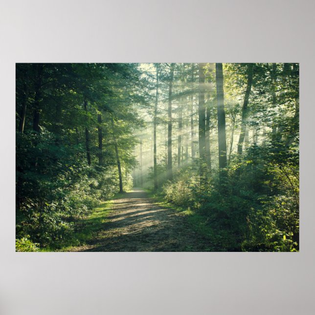 Póster Bosques | Camino del Bosque Hamburgo Alemania (Frente)