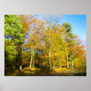 Póster Bosques de otoño y sol - Personalizado
