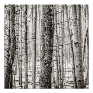 Póster Bosques Douglas