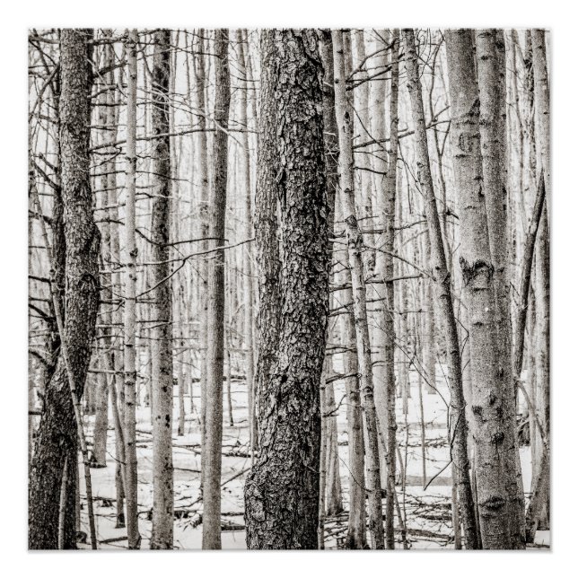 Póster Bosques Douglas (Anverso)