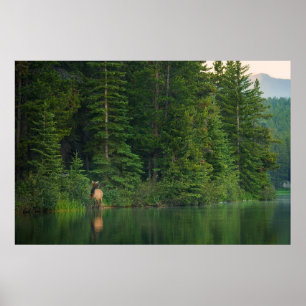 Póster Bosques Elk en el Parque Nacional Banff Alberta