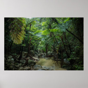 Póster Bosques Parque nacional Iriomote Ishigaki